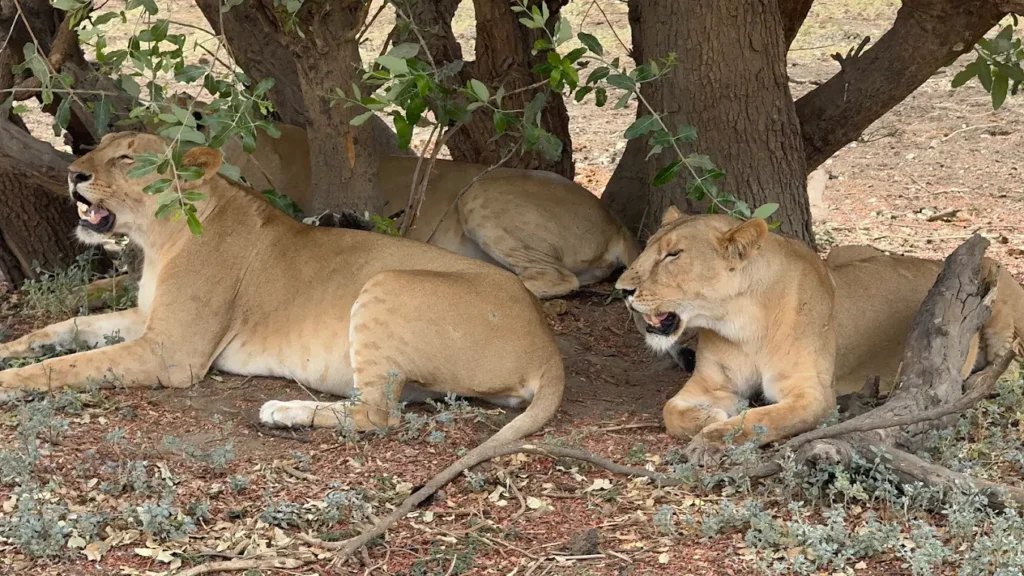 The Wildlife Stars of Zakouma National Park in Chad Africa
