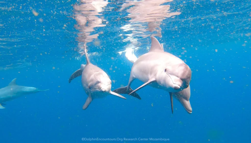 Very social and playful mammals, bottlenose dolphins form friendships that last decades hunting, mating and protecting each other.
