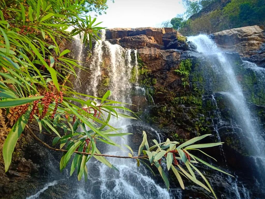 Scenic view of a waterfall cascading down mossy rocks surrounded by lush greenery