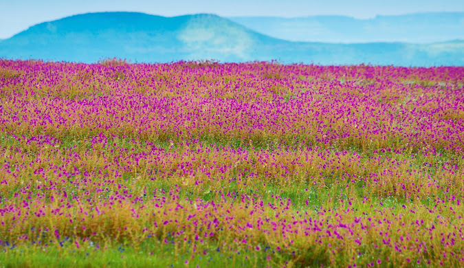 Kaas Plateau apart is the sheer variety of flowers blooming simultaneously. You might spot delicate purple smithias alongside cheerful yellow sonki flowers, vibrant red toothcup blossoms next to clusters of rare insectivorous plants. 