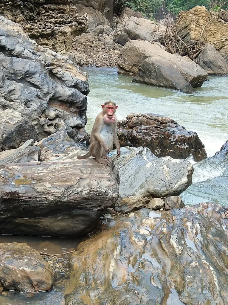 wild life at  Sathodi Falls 