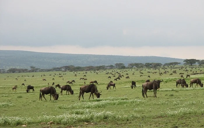 The Wildlife Stars of Zakouma National Park in Chad Africa