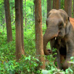 Koundinya Wildlife Sanctuary Travel Guide 2026: Timings, Safari, Map, Reviews & Wildlife Highlights