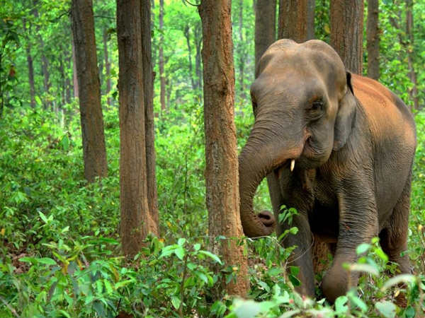 Asian elephant at Koundinya Wildlife Sanctuary in Andhra Pradesh — wild elephant walking through greenery showing the sanctuary’s elephant reserve status.