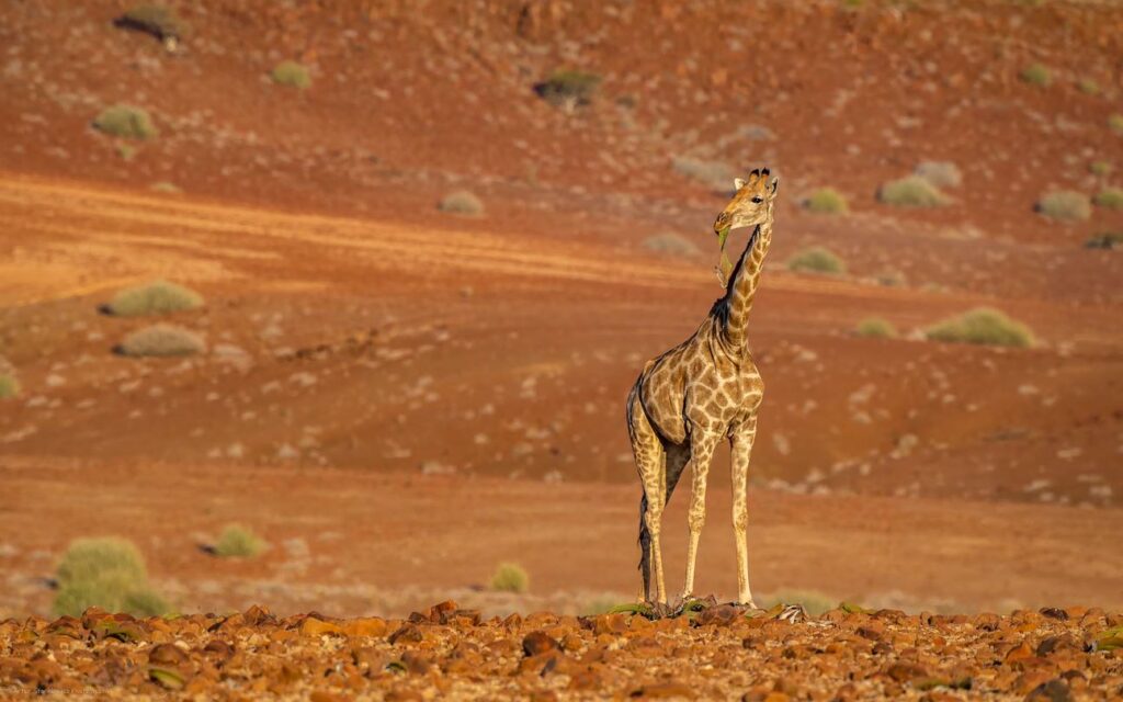 Giraffe, Damaraland, Namibia