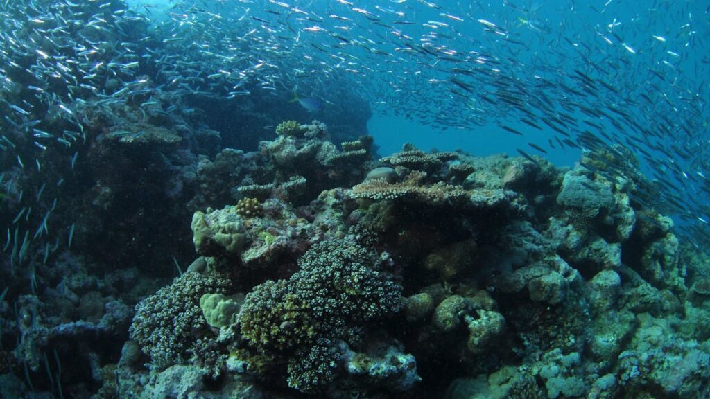  blue pearl bay, Hayman island, Whitsundays Australia