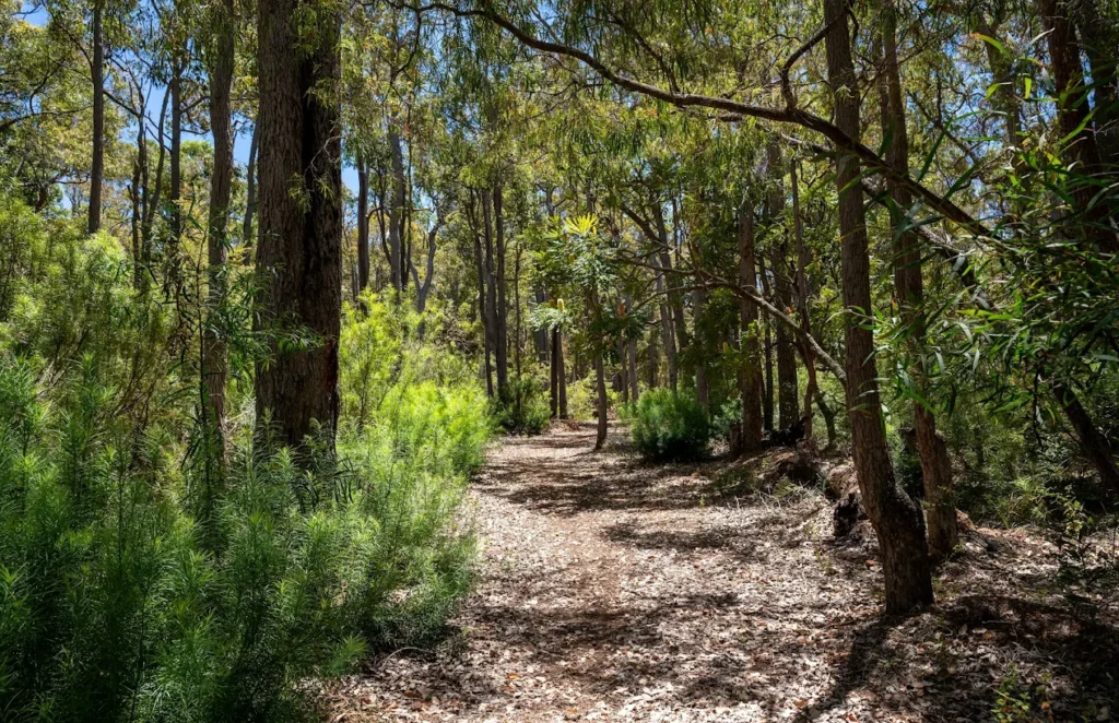 Boranup Karri Forest, Margaret River, Australia