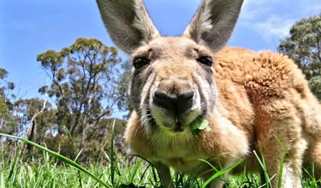 Boranup Karri Forest, Margaret River, Australia
