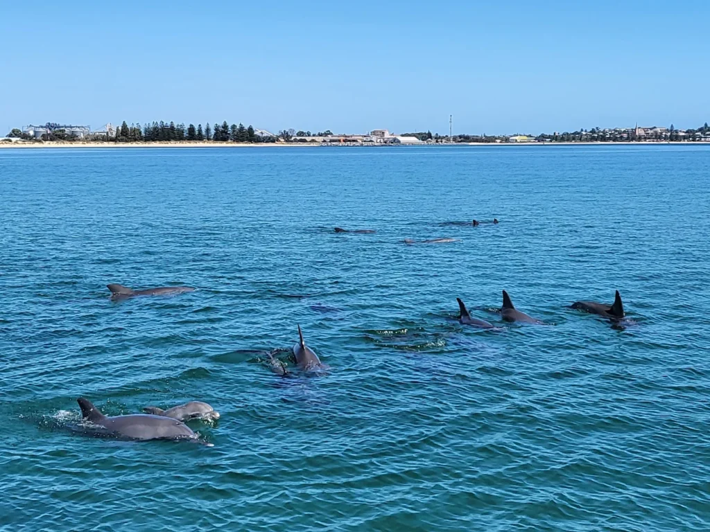 Bunbury Dolphin Discovery Centre