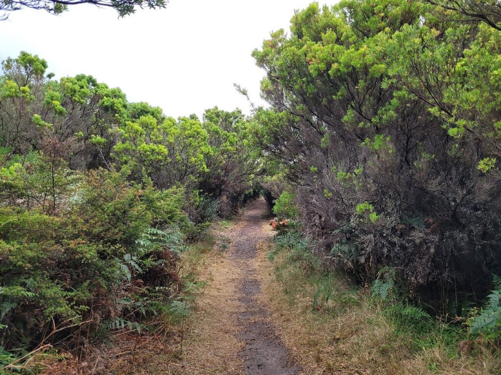 Calcified Forest, King Island, Tasmania, Australia 