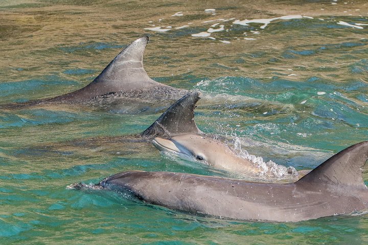 Port Stephens earned its title as "Dolphin Capital of Australia"