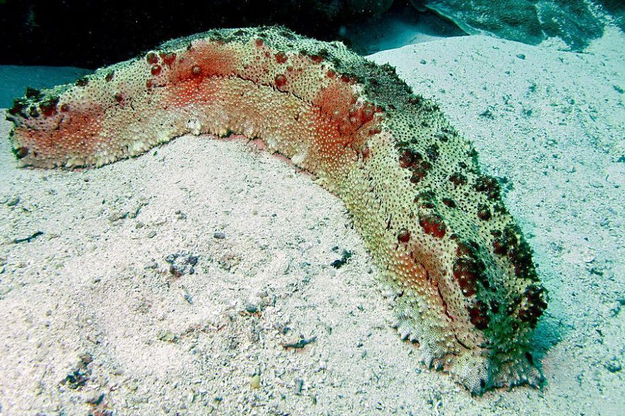 Great Barrier Reef Snorkeling, Flynn Reef (Cairns)