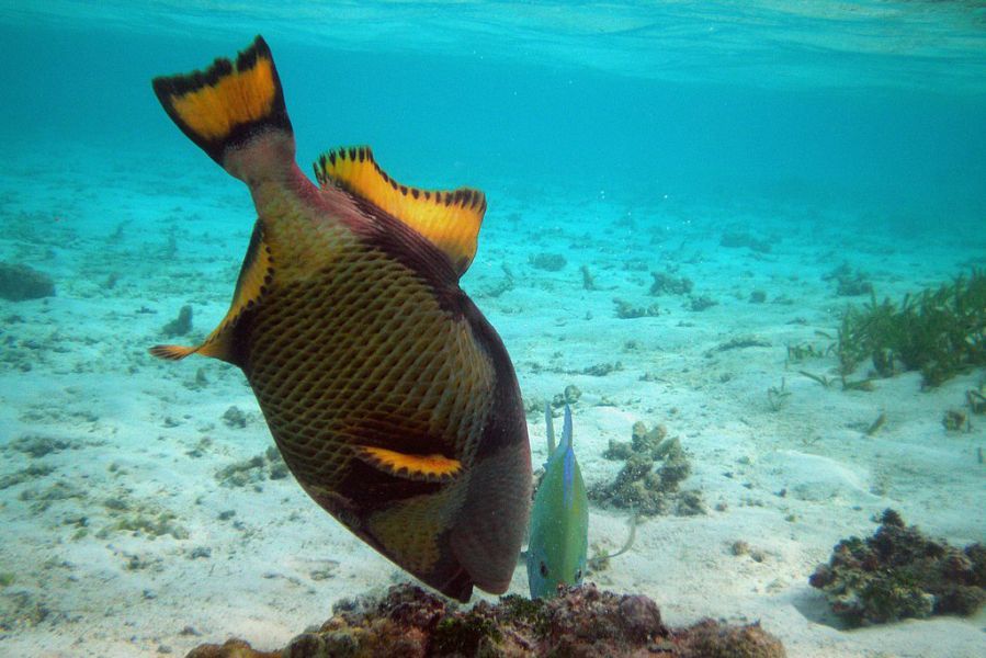 Great Barrier Reef Snorkeling, Flynn Reef (Cairns)