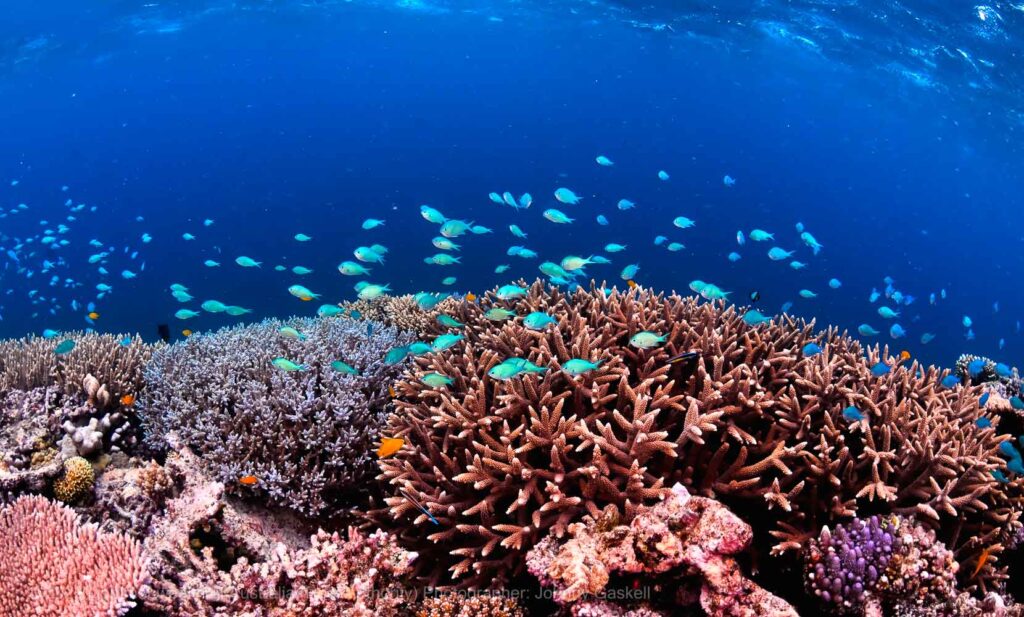 Great Barrier Reef biodiversity showing coral species tropical fish and marine life ecosystem