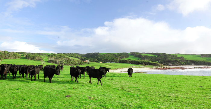 King Island Beef — Grass-Fed Perfection