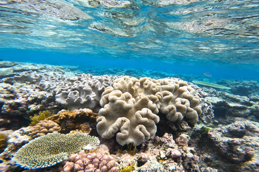 Great Barrier Reef Snorkeling, Moore Reef (Cairns)