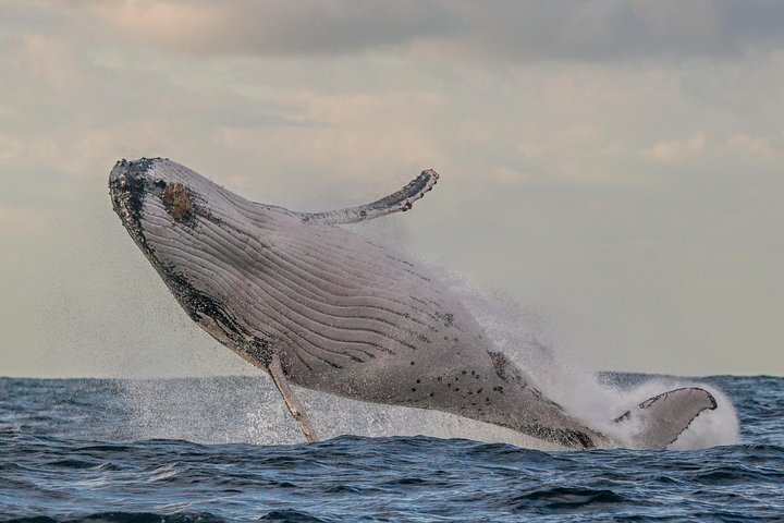 Port Stephens 3 Hour Whale and Dolphin Watch Cruise
