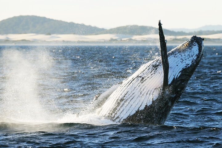 Port Stephens 3 Hour Whale and Dolphin Watch Cruise
