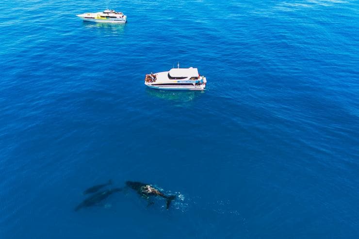 Rottnest Island: Quokka Selfies and Pristine Beaches