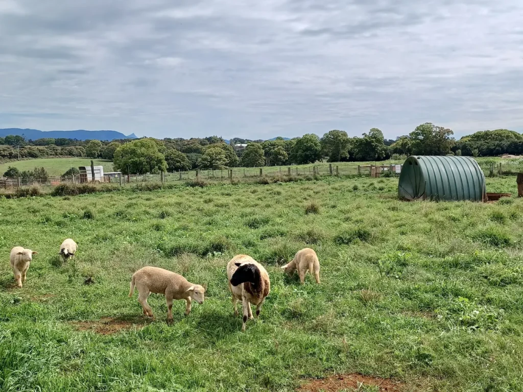The Farm Byron Bay sits on 80 acres of working farmland 