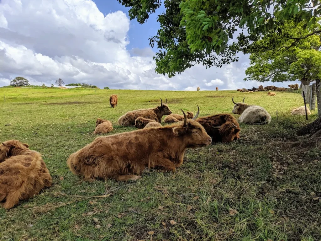 The Farm Byron Bay sits on 80 acres of working farmland 