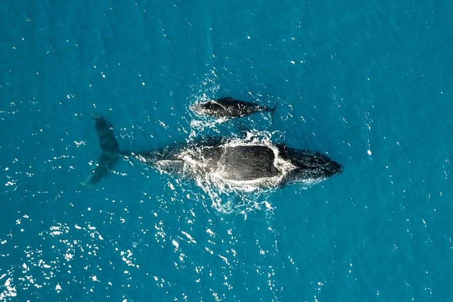 humpback whales., Whitsundays Australia