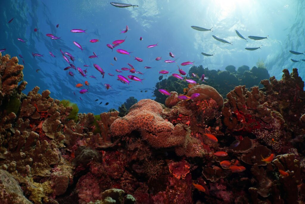 Healthy Great Barrier Reef coral showing resilience at outer reef locations like Agincourt