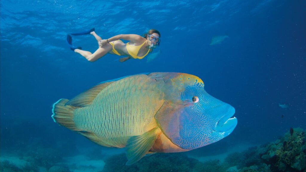 Great Barrier Reef Snorkeling, Agincourt Reef (Port Douglas) 