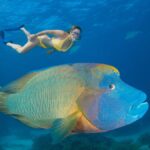 Ultimate Great Barrier Reef Snorkeling, Tours & Scuba Diving Guide — Costs, Best Times, Safety & Facts