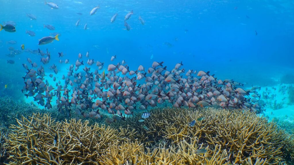 Great Barrier Reef Snorkeling, Agincourt Reef (Port Douglas) 