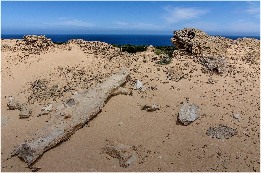 Calcified Forest, King Island, Tasmania, Australia 