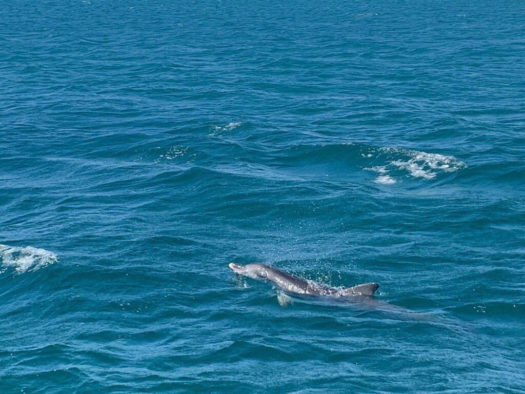 Port Stephens earned its title as "Dolphin Capital of Australia"