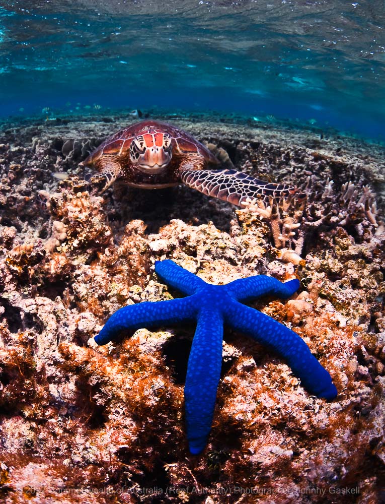 Great Barrier Reef Biodiversity Australia