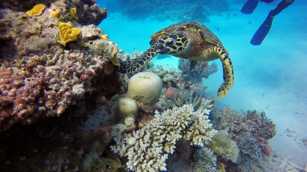 Great Barrier Reef Biodiversity Australia