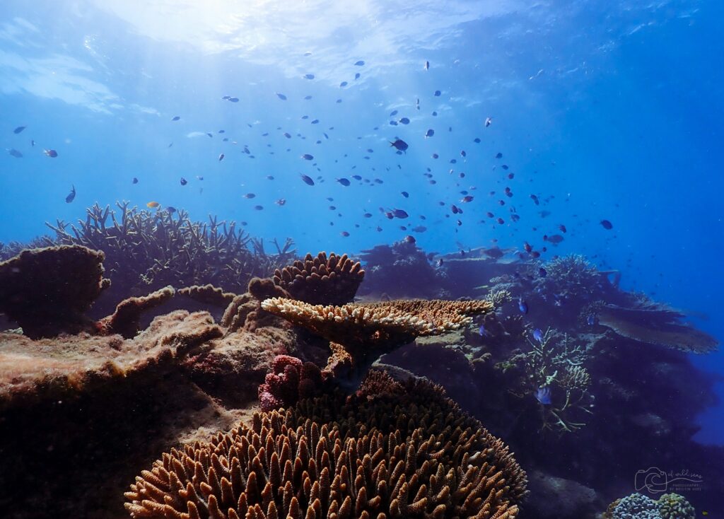 Great Barrier Reef Biodiversity Australia