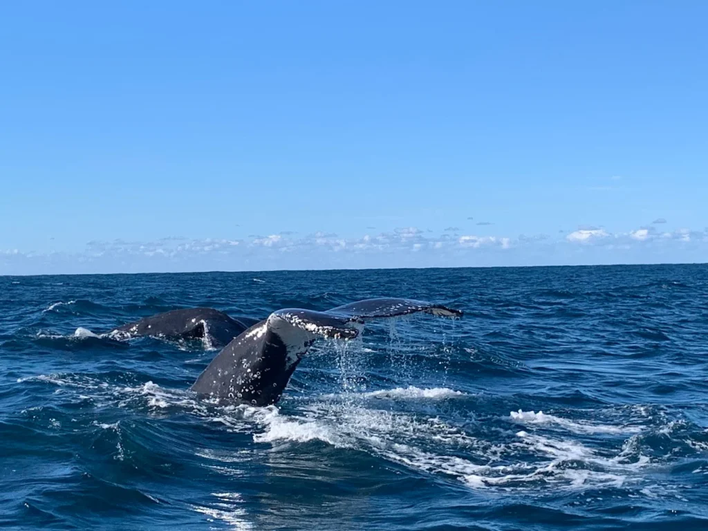 whale watching at byron bay
