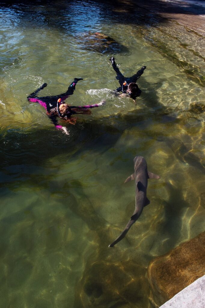 Irukandji Shark & Ray Encounters


