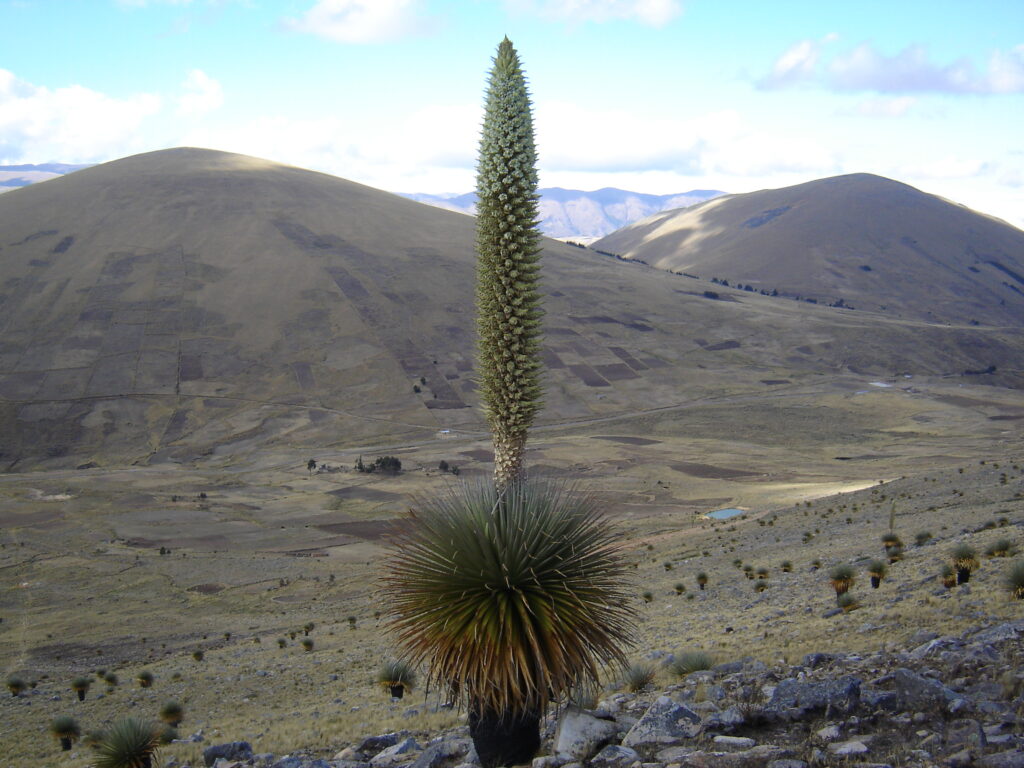 Puya Raimondii—also called the Queen of the Andes. This is the world's largest bromeliad, and seeing one is like encountering a plant from another planet.