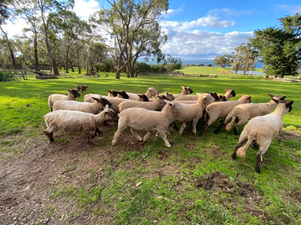 Churchill Island Heritage Farm, Phillip island, Australia 