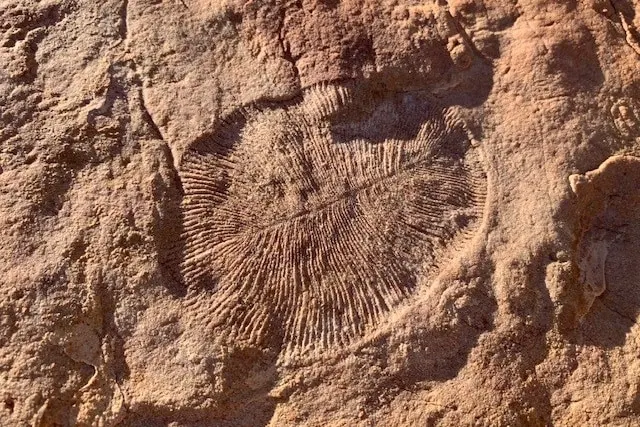 Ediacaran fossils south Australia