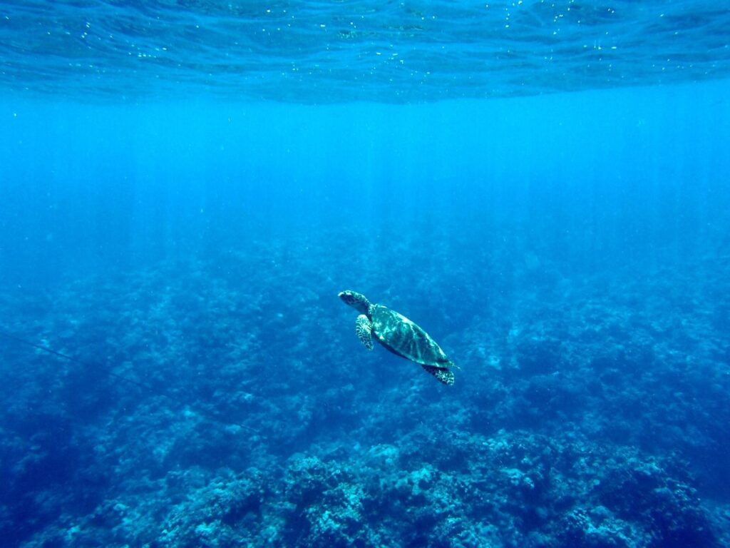 "Kerama Blue" — a term locals use for the otherworldly turquoise colour of the sea. Coral reefs are healthy and diverse.