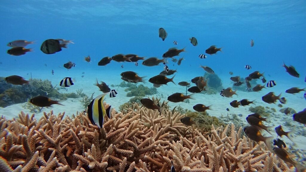 "Kerama Blue" — a term locals use for the otherworldly turquoise colour of the sea. Coral reefs are healthy and diverse.