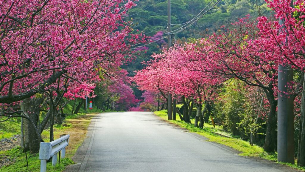 Cherry Blossom Season in Okinawa