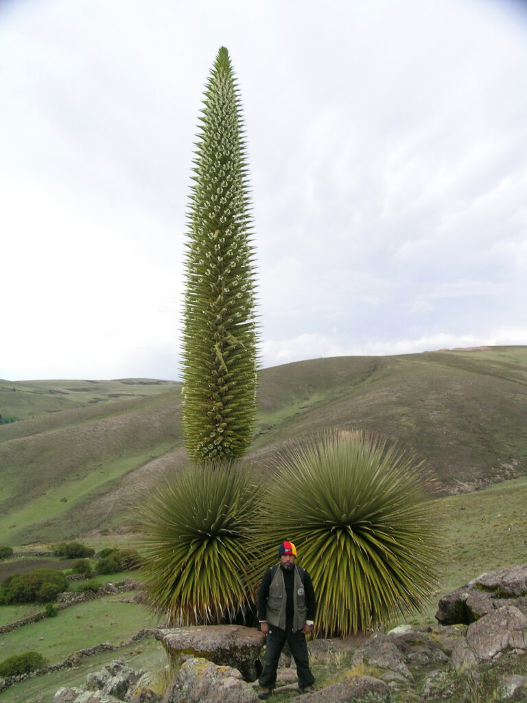 Puya Raimondii—also called the Queen of the Andes. This is the world's largest bromeliad, and seeing one is like encountering a plant from another planet.