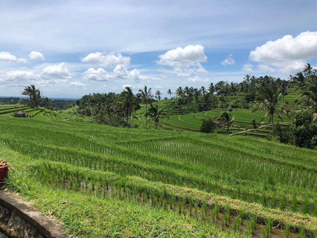 Tegallalang Rice Terraces, Bali, Indonesia 