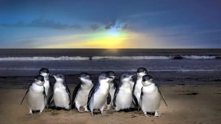 The Penguin Parade is the reason most people visit Phillip Island