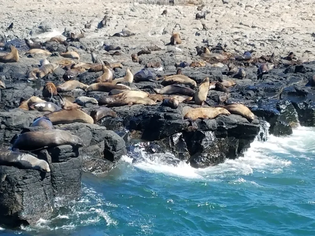 Australia's biggest fur seal colony at Seal Rocks