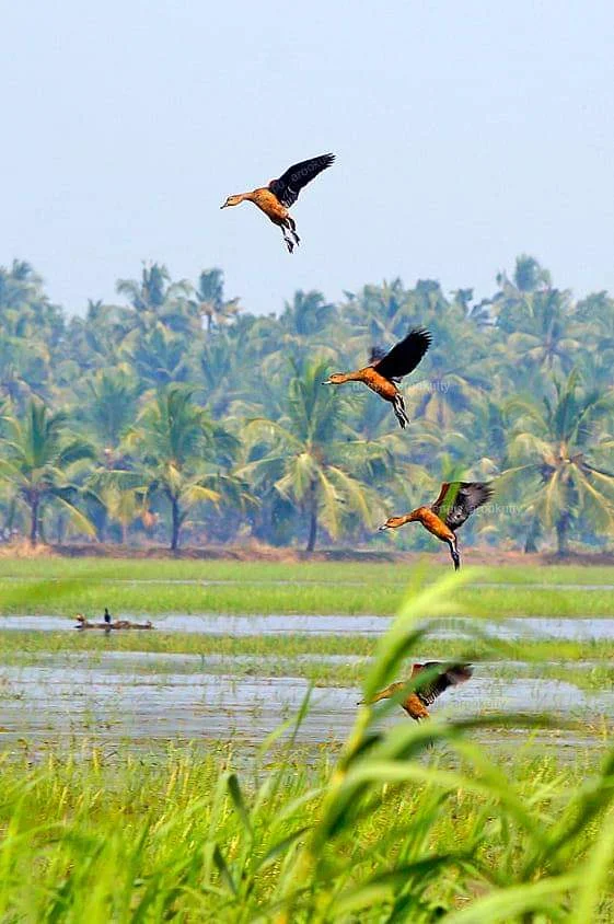 Kumarakom Bird Sanctuary
