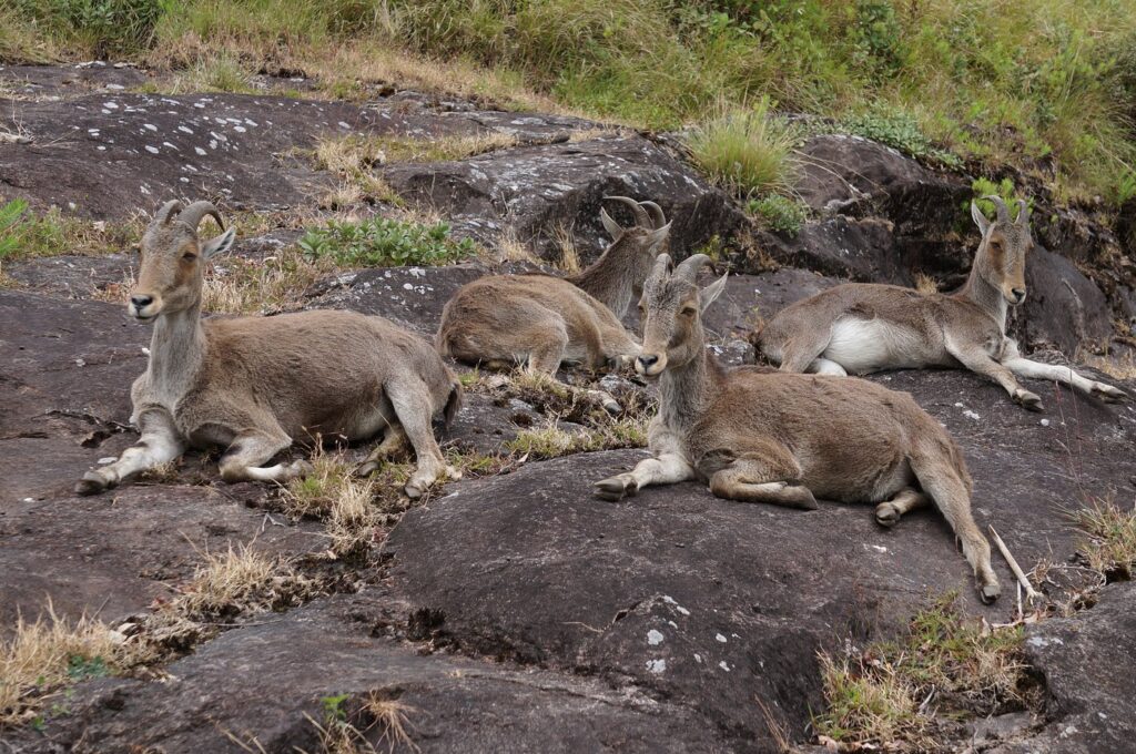 Eravikulam National Park, MUNNAR, KERALA