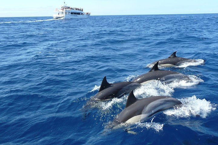 whale watching, Mirissa, Sri Lanka 